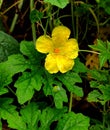 Cucumber flower in rain time moment