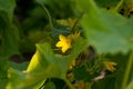 Cucumber flower Royalty Free Stock Photo