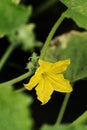 Cucumber flower Royalty Free Stock Photo