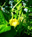 Cucumber flowers on a bush in a greenhouse
