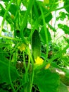 Cucumber flowers on a bush in a greenhouse