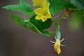 Cucumber flowers and fruits grown in the vegetable garden