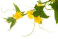 Cucumber flowers