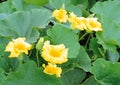 Cucumber flowers Royalty Free Stock Photo