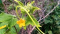 Cucumber flowers and plant