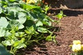 Cucumber Garden Royalty Free Stock Photo