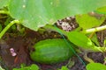 Cucumber in the garden bed of the farmer`s field Royalty Free Stock Photo