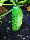 Cucumber Royalty Free Stock Photo