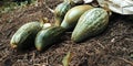 Cucumber garden in the middle of the forest Royalty Free Stock Photo