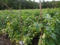 Cucumber Garden Tropic Royalty Free Stock Photo