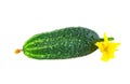 Cucumber or gherkin in close-up. Fresh organic unripe cucumber or cornichon isolated on white background