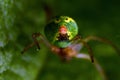 Green spider Araniella cucurbitina, close-up of the buttocks Royalty Free Stock Photo