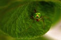 Green spider Araniella cucurbitina, close-up of the buttocks