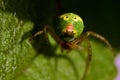 Green spider Araniella cucurbitina, close-up in Royalty Free Stock Photo