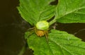 Cucumber green spider