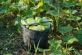 Cucumber in green vegetable garden in Pua district, Royalty Free Stock Photo