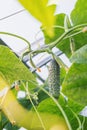 cucumber in the greenhouse. Organic cucumber growing. Close-up of fresh green vegetables ripening in the greenhouse in Royalty Free Stock Photo