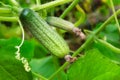 Cucumber growing on branch Royalty Free Stock Photo
