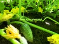Cucumber growing in the field. Tiny gherkin with blossoms at the PYO farm. Royalty Free Stock Photo
