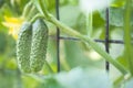 Cucumber growing in garden