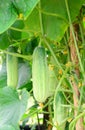 Cucumber growing in garden