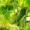 Cucumber growing in garden square Royalty Free Stock Photo