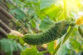 Cucumber growing in garden Royalty Free Stock Photo