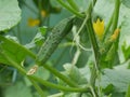 Cucumber growing in greenhouse