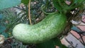 Cucumber growing organically