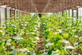 Cucumber growing plants in a greenhouse