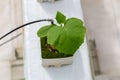 Cucumber grown in a modern hydroponic greenhouse Royalty Free Stock Photo