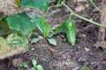 Cucumber grows on the bush