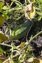 Cucumber grows on the bush, hides under the leaf