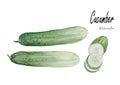 Cucumber .Hand drawn watercolor painting on white background