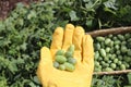 Cucumber harvest Royalty Free Stock Photo