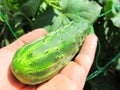 Cucumber