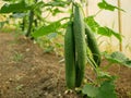 Cucumber harvest english Cucumis sativus seedless bio green vegetable farmer farming greenhouse folio European fresh Royalty Free Stock Photo