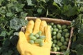 Cucumber harvest Royalty Free Stock Photo