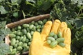 Cucumber harvest Royalty Free Stock Photo