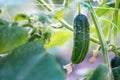 Cucumber harvest in greenhouse. The cucumber fruits grow and are Royalty Free Stock Photo