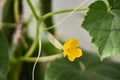 Cucumber harvest in a small domestic greenhouse Royalty Free Stock Photo