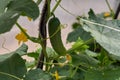 Cucumber harvest in a small domestic greenhouse Royalty Free Stock Photo