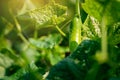 Cucumber harvest in a small domestic greenhouse. The cucumber fruits grow and are ready for harvesting. Variety of cucumbers, clim Royalty Free Stock Photo