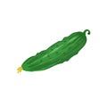 Cucumber icon isolated