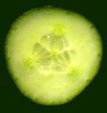 Cucumber Image Close Up