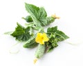 Cucumber isolated over white