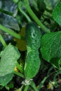 Cucumber Latin: Cucumis sativus - an annual herbaceous plant of the Cucurbitaceae family, vegetable crops. Cucumbers in