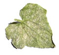 Cucumber leaf damaged by Silverleaf whitefly