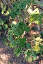 Cucumber leaf disorder effect to growth and yield Royalty Free Stock Photo