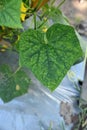 Cucumber leaf disorder symptom from pathogen Royalty Free Stock Photo